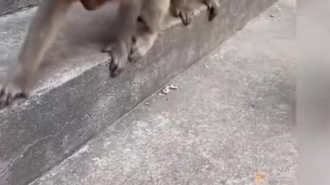 monkey | monkey funny video