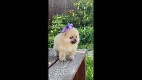 Cute puppy so funny