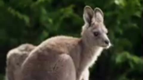 Victorian zoos close popular animal enclosures to protect against foot and mouth