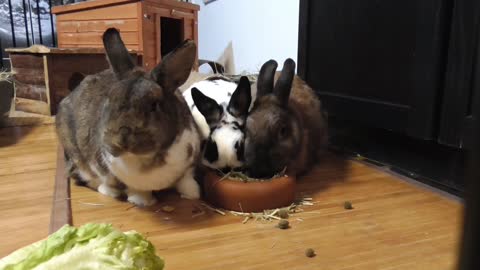 Rabbit Rides Around on Robot Vacuum