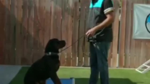 Dog training fundamentals