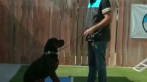 Dog training fundamentals