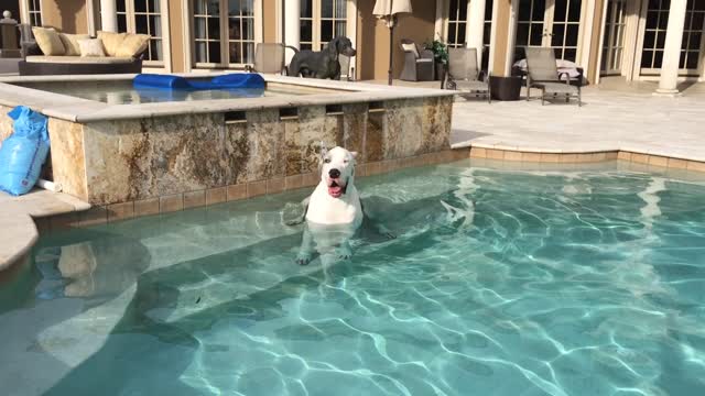 Great Dane doing the 'Shakey Shakey' in the pool