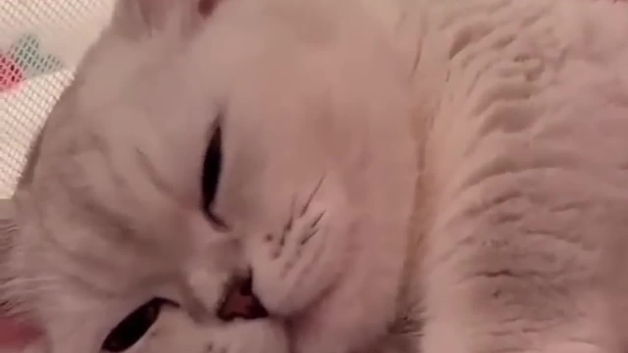 Cute Kitten hugs pussy