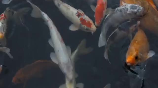 Beautiful Fish do swimming | New video