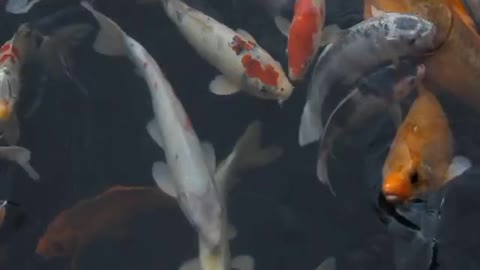 Beautiful Fish do swimming | New video