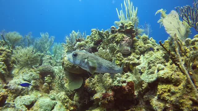 Porcupinefish