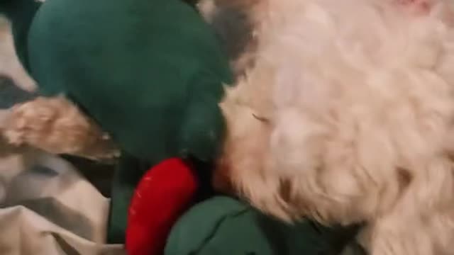 Super cute puppy