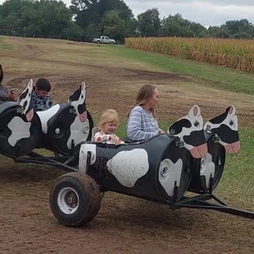 Tractor Cow ride, Pumpkin patch farm