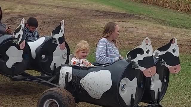 Tractor Cow ride, Pumpkin patch farm