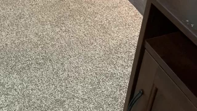 Bark at your dog challenge fail…….