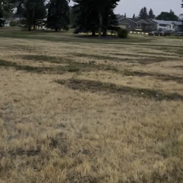 Chasing a rabbit in school playground