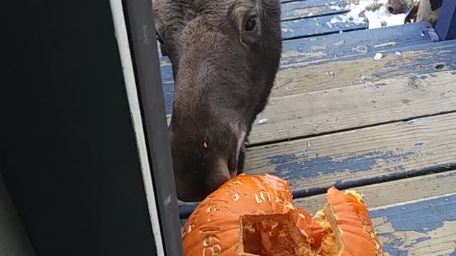 Moose Munches Pumpkin on Doorstep