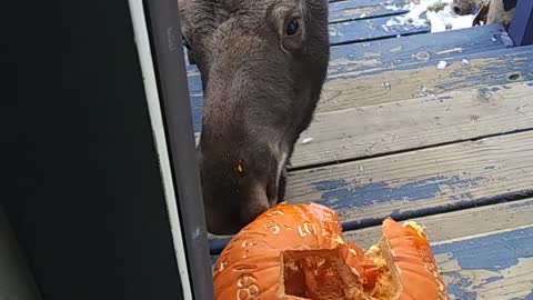 Moose Munches Pumpkin on Doorstep