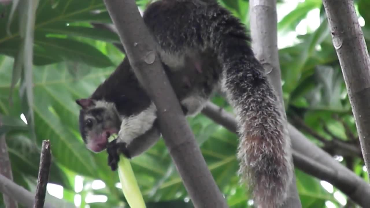 Funny squirrel eating fruits