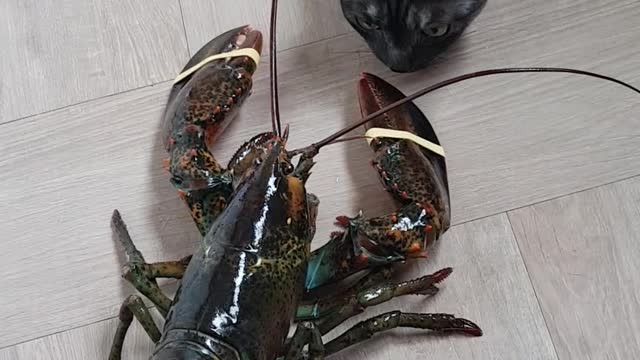 The cats 'Hash' and 'Dalsh'. Meet a giant lobster! 2