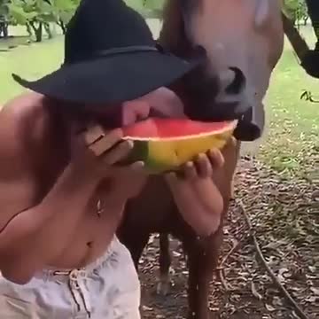 Just a guy and his horse sharing a watermelon together
