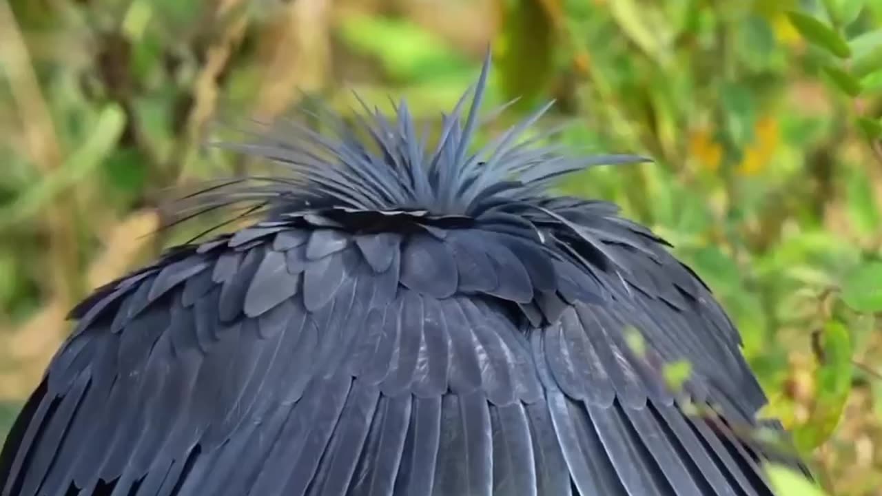 BLACK HERON