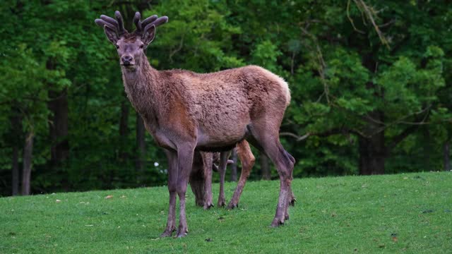 wild deer