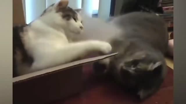 Vicious Cat Fights _ NSNA FUNNY 2