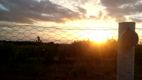 the sunset and the peacock