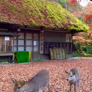 Trailcam catches incredibly rare piebald fawn video footage