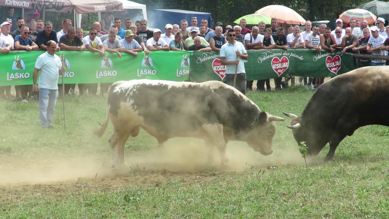 Ris od Meše vs Sivac od Bečića