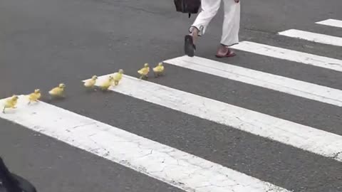 The Human Is A Care Taker OF ducks