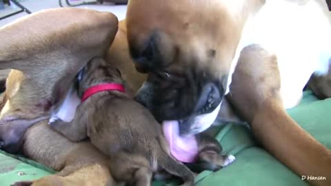 Dog Amazing Birth WhileStanding