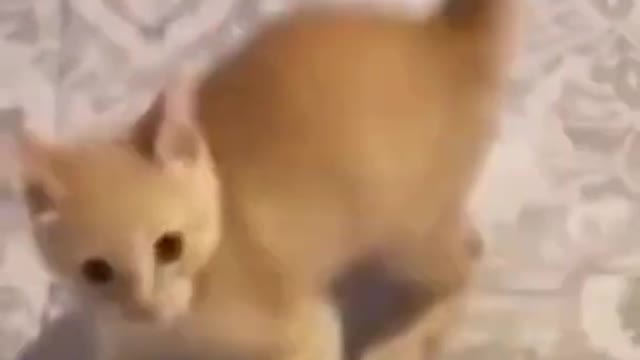 Funniest Cute Cats | Cutest cats of 2021 #shorts