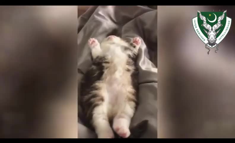 Most Cute Cats in world || Best Funny Cat Videos 2021