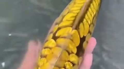 This is a beautiful and charming water-dwelling species