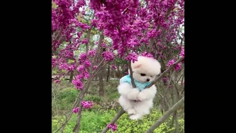 Cute puppy funny video