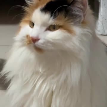 Cute cat video and fanny Cat Video