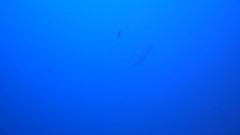 Manta Ray