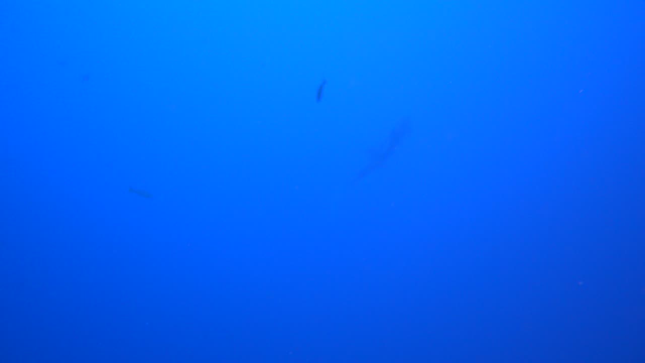 Manta Ray