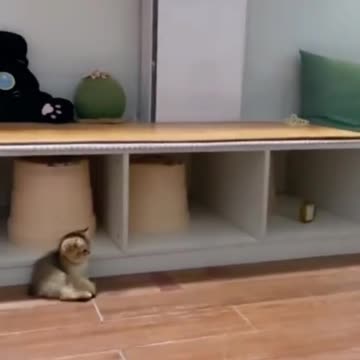 "Purr-fectly Hilarious: The Ultimate Compilation of Adorable Cat Shenanigans!"