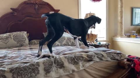 Great Dane turns on robot vacuum with her nose