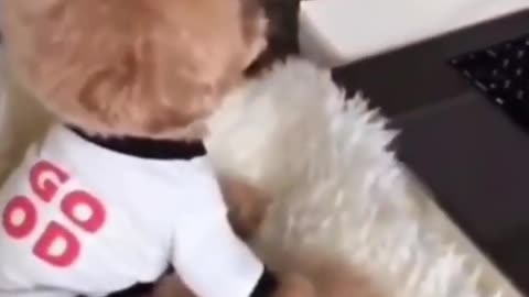 Awesome dogs || Funny Pet dogs