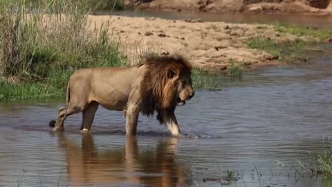 Wildlife & Funs