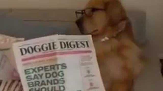 Golden Retriever enjoys reading Newspaper...Pls dont disturb!!!