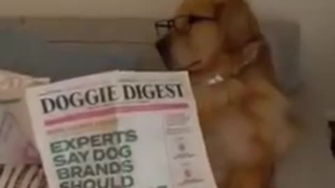 Golden Retriever enjoys reading Newspaper...Pls dont disturb!!!