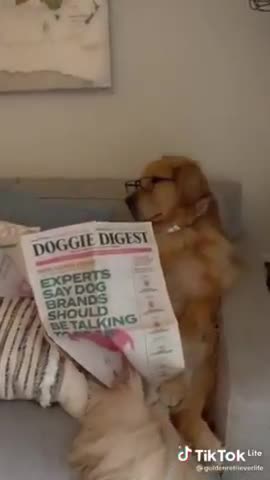 Golden Retriever enjoys reading Newspaper...Pls dont disturb!!!