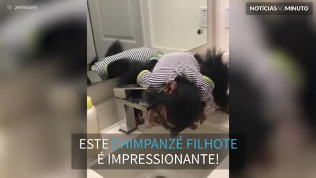 Chimpanzé aprende a beber água da torneira