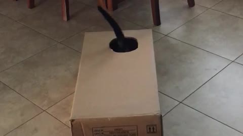 In the box