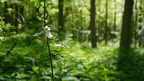 Nature sounds Meditation forest sounds of birds singing relaxation - 4 minutes