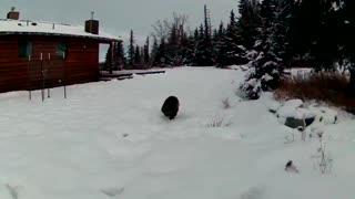 Wolverine on the run