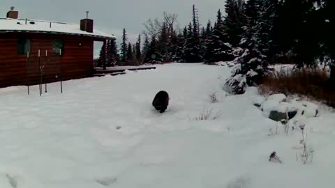 Wolverine on the run