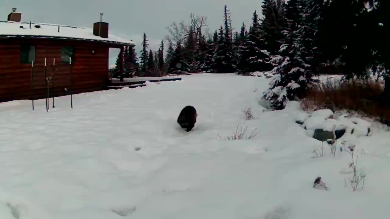 Wolverine on the run