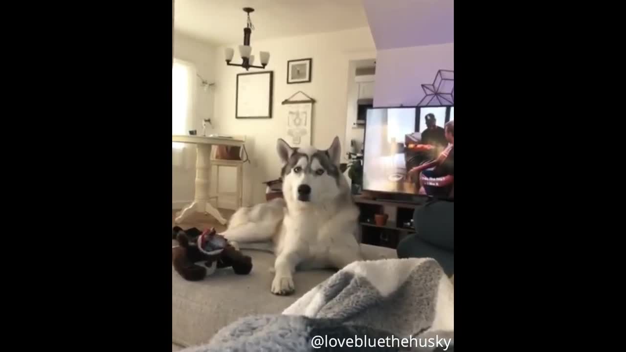 Funny 🐕🐕❤Huskies video compilation 1